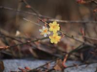 青岛这里的迎春花开了，你那里呢？