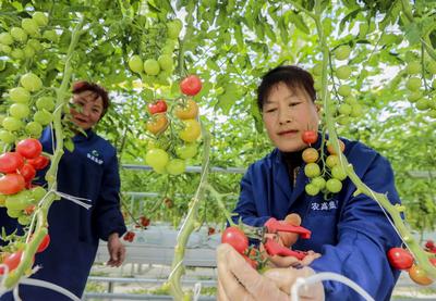 无土栽培小番茄：丰收季里的黑科技