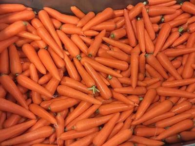 平度胡萝卜深受海内外市场欢迎，热销“一带一路”沿线国家