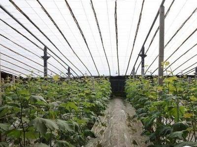 葡萄大棚从被烧毁到重建....检察机关这样扶助涉案濒临贫困家庭