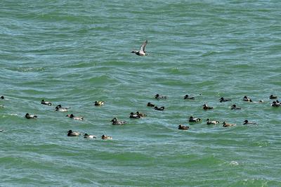 春江水暖鸭先知！捕捉春的气息 TA们认真了