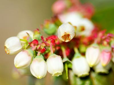 你见过蓝莓花吗？冬暖大棚里蓝莓花开正盛