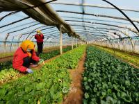 人勤春来早，大棚绿意浓