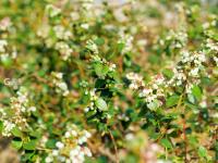 你见过蓝莓花吗？冬暖大棚里蓝莓花开正盛