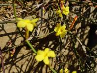 青岛这里的迎春花开了，你那里呢？