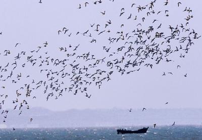 迎来大批海鸟，胶州湾再现“鸟浪” 