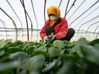 人勤春来早，大棚绿意浓