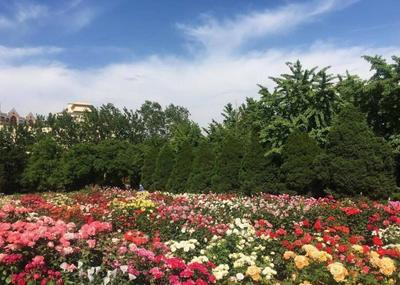 胶州市树市花确定了！市树是榉树，市花为月季……