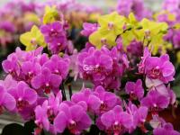 花贺新年 助推乡村振兴