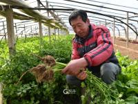 人勤春来早，大棚绿意浓