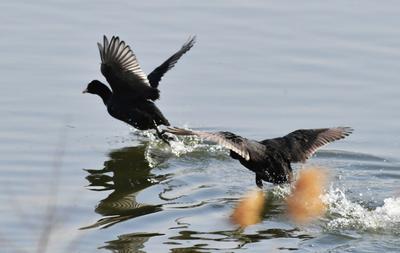 连续三年！极危物种青头潜鸭再度现身城阳