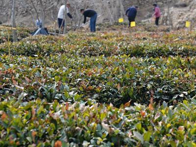 崂山茶园人勤春来早，茶农田间忙管理