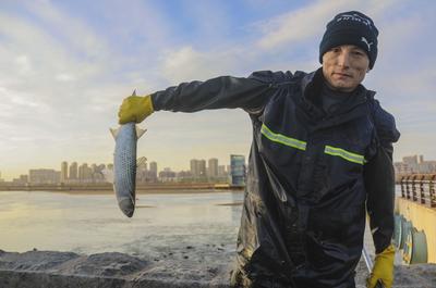 一捞一麻袋!青岛风河入海口现鲻鱼群 渔民乐了(多图)  