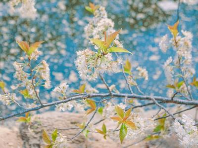 落花更美！实拍大崂樱桃谷“谢花结果期”