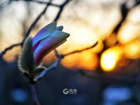 听！是花开的声音！丨观海美图周赏⑧