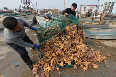 请求吃货出战！胶州湾海星入侵泛滥