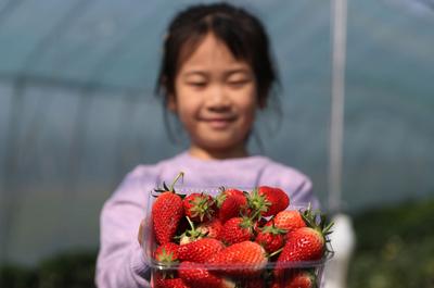 “草莓书记”开启直播带货 助力乡村振兴 