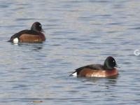 连续三年！极危物种青头潜鸭再度现身城阳