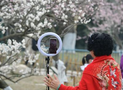 中山公园梅花盛开，居民春游好时光