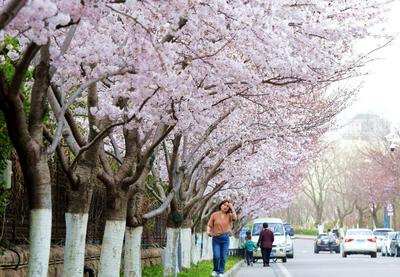 这条街的樱花都开了，确定不来看看吗？