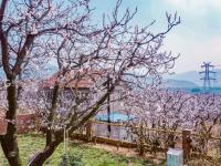 航拍杏林，你有没有被惊艳到？