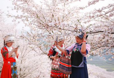 贵州安顺：樱花美景促振兴