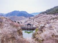 花海、庭院……青岛这里有处“世外桃源”