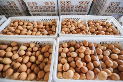 一家三口吃洗过的鸡蛋中毒！鸡蛋真的越洗越“脏”吗？