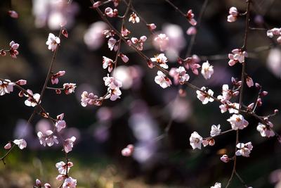 来自春天的信号：枝上梅花初绽放