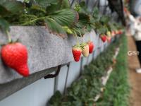 “草莓书记”开启直播带货 助力乡村振兴 