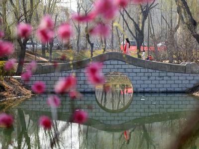 大红梅、玉蝶梅、宫粉梅…你认识几种？青岛这个公园都凑齐了| 云赏花⑥