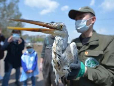 全国首次！青岛这个区将野生动物保护专题普法宣传作为公益劳动代偿惩罚性赔偿