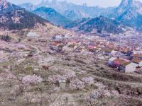 航拍杏林，你有没有被惊艳到？