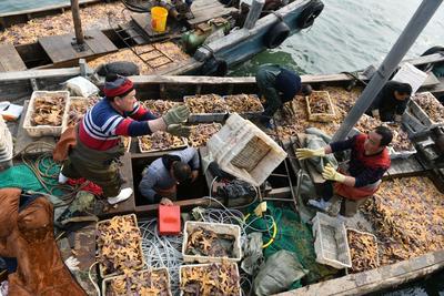 请求吃货出战！胶州湾海星入侵泛滥