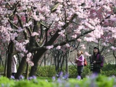 2021全国赏樱地图出炉：青岛中山公园4月中上旬进入盛花期