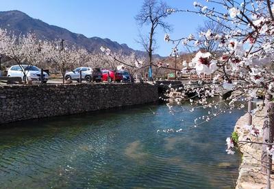 西海岸新区铁山街道：花开山里客盈门