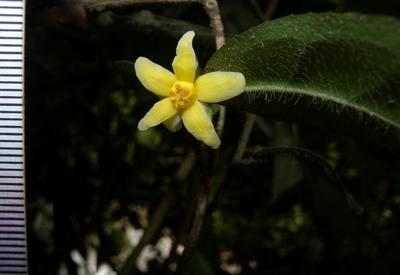 我国首次发现新植物云南管蕊茶
