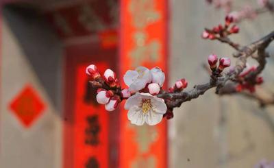 花不醉人人自醉，青岛这里的杏花美哭了