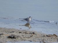 实拍白沙河畔“鸟类天堂”：震旦鸦雀、北红尾鸲……原来长这样