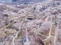 花海、庭院……青岛这里有处“世外桃源”