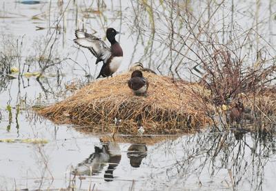 筑巢求偶，青头潜鸭“赖”在青岛白沙河湿地不走了