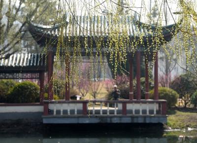 大红梅、玉蝶梅、宫粉梅…你认识几种？青岛这个公园都凑齐了| 云赏花⑥