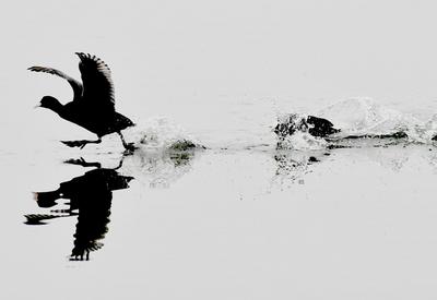 野鸭水鸟水中游！一起感受春日回暖的气息