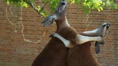 直播｜萌化了！青岛迎来一批新生小动物！