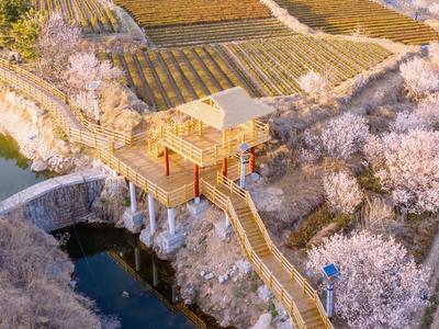 樱桃花+茶园，青岛这里的景色如同仙境