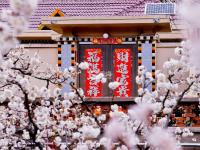 春风十里景如画！青岛这里的樱桃花开了