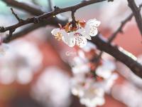 寻花光影里，一组图教你逆光拍花！|云赏花⑧