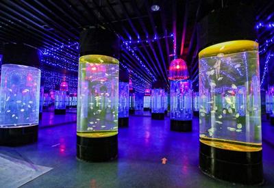 美哭了！青岛这里藏着一个水母“宫殿”