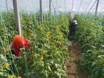 莱西：脱贫群众蔬菜大棚忙增收