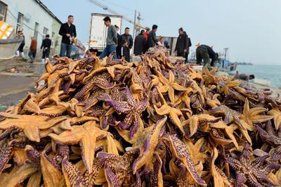 请求吃货出战！胶州湾海星入侵泛滥